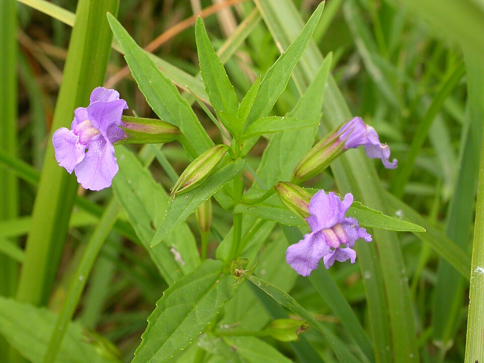 Mimulus ringens (Allegheny monkeyflower) (alternate view 3)