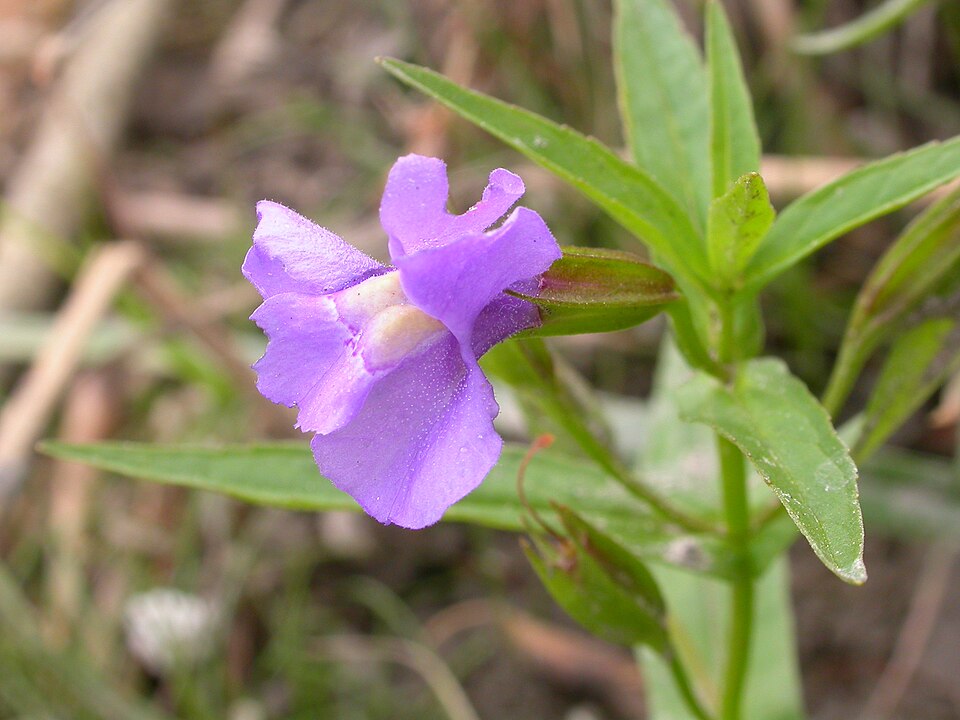 Mimulus ringens (Allegheny monkeyflower) (alternate view 4)