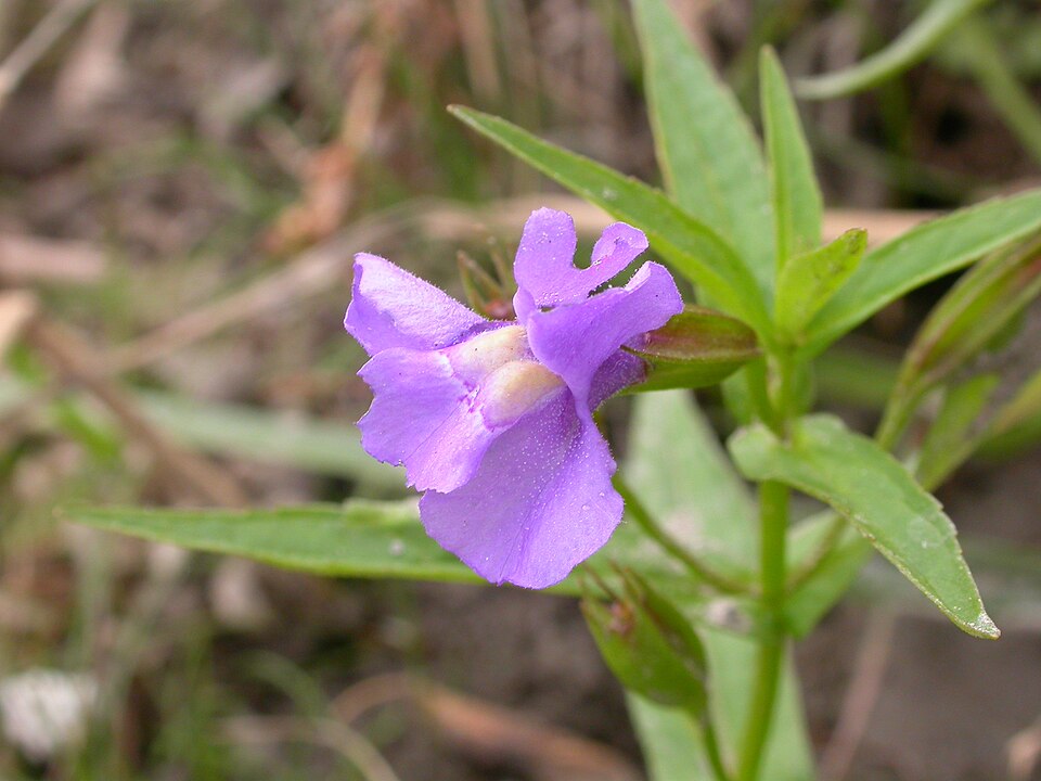 Mimulus ringens (Allegheny monkeyflower) (alternate view 5)