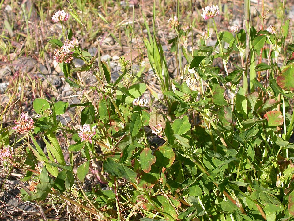 Trifolium hybridum (Alsike clover)