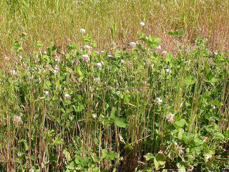 Trifolium hybridum (Alsike clover)