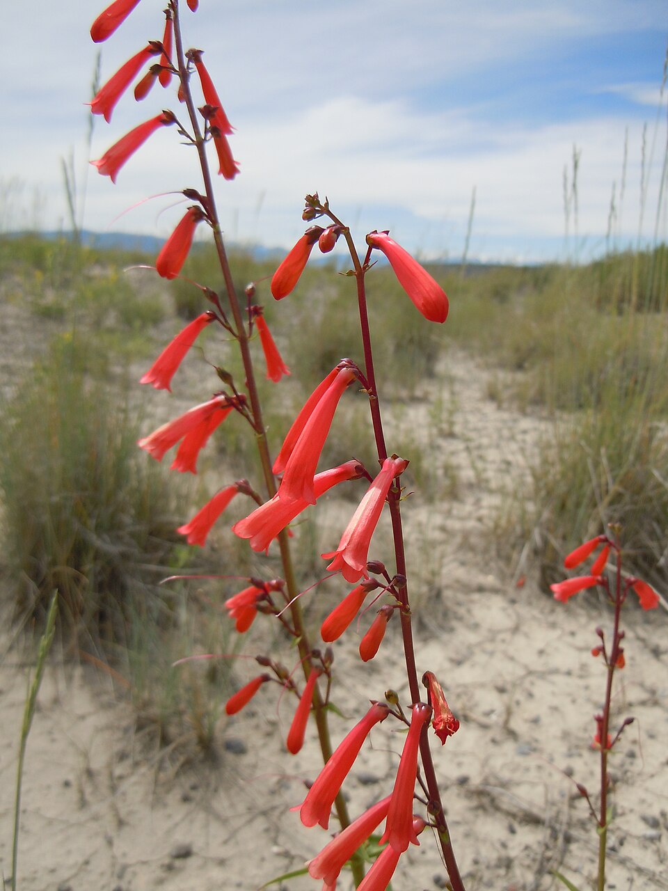 Penstemon eatonii (Firecracker Penstemon) (alternate view 7)