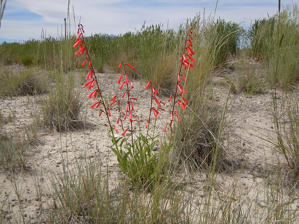 Penstemon eatonii (Firecracker Penstemon) (alternate view 8)