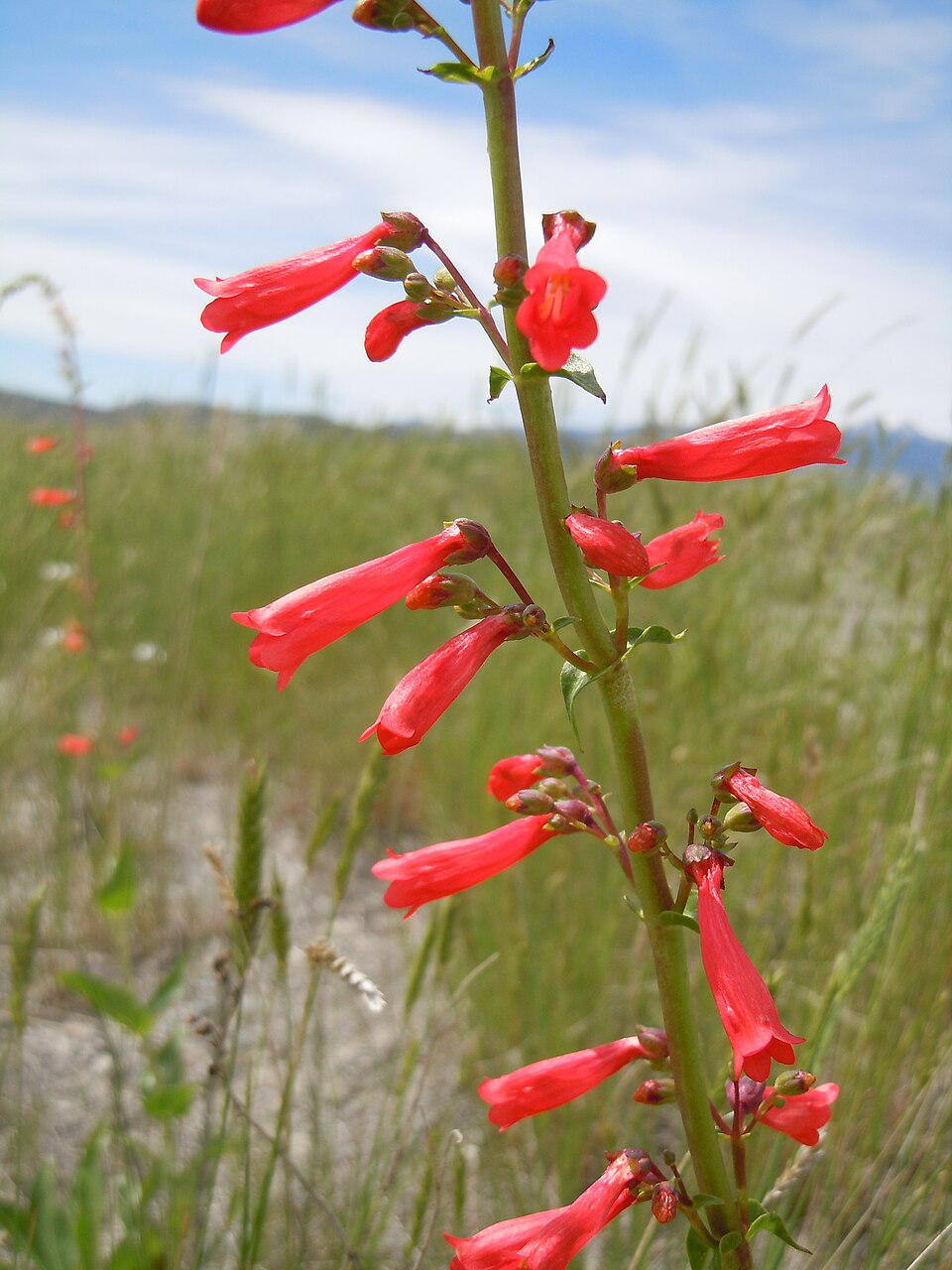 Penstemon eatonii (Firecracker Penstemon) (alternate view 9)