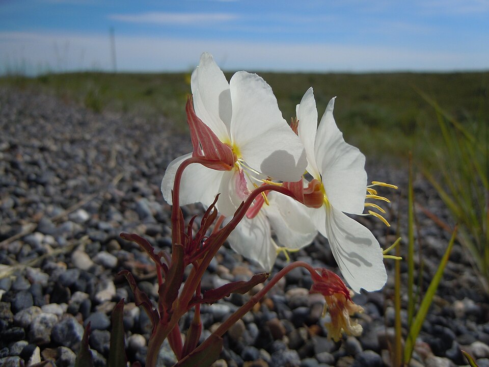 Oenothera pallida (Pale Evening Primrose) (alternate view 5)