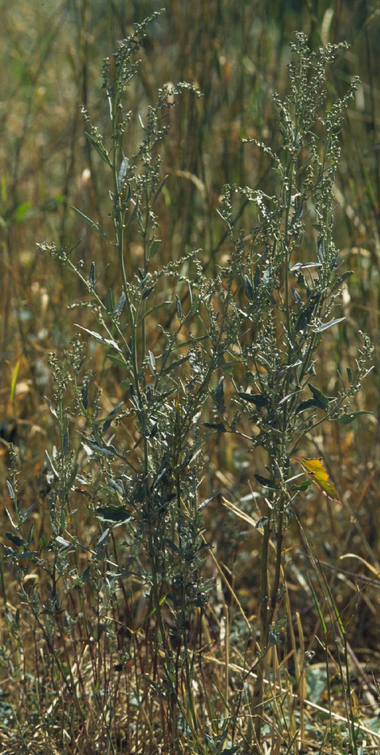Atriplex patula (Common Orache)