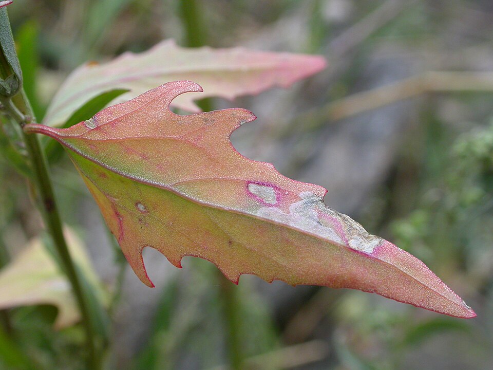 Atriplex patula (Common Orache)