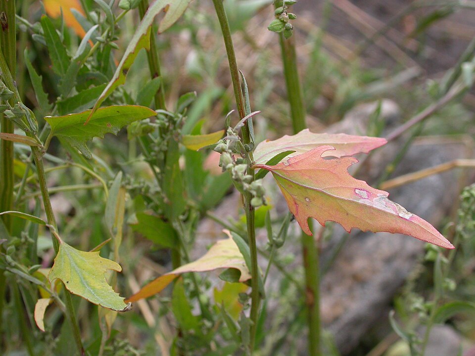Atriplex patula (Common Orache)