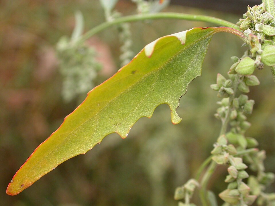 Atriplex patula (Common Orache)