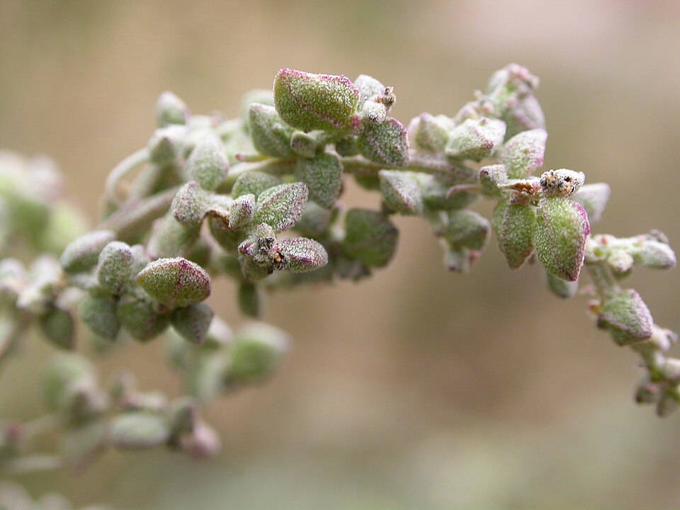 Atriplex patula (Common Orache)