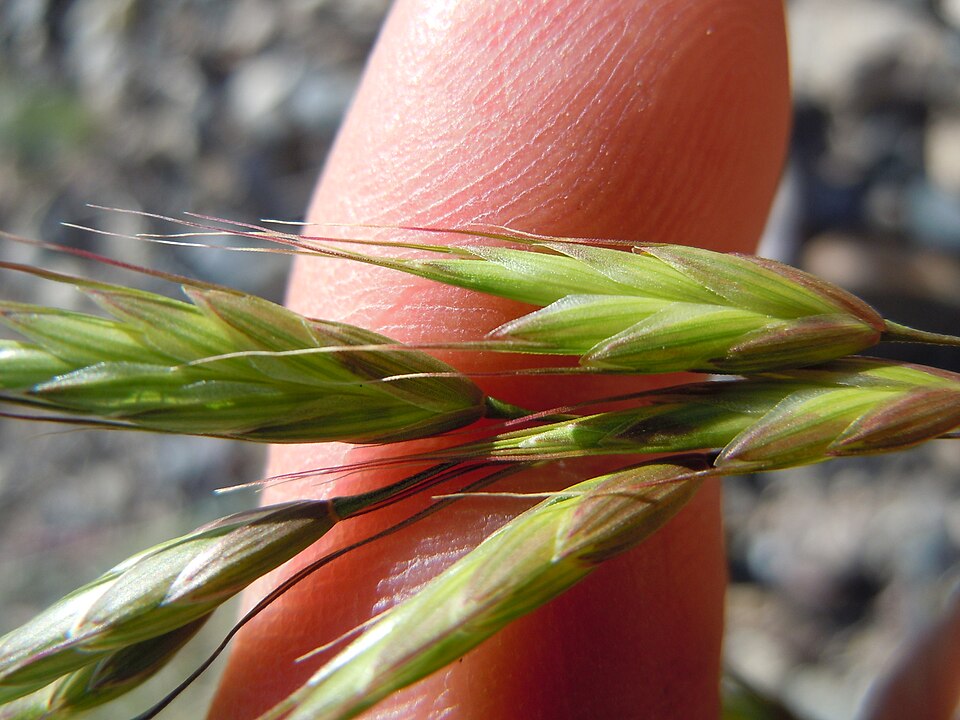 Bromus japonicus (Japanese brome) (alternate view 2)