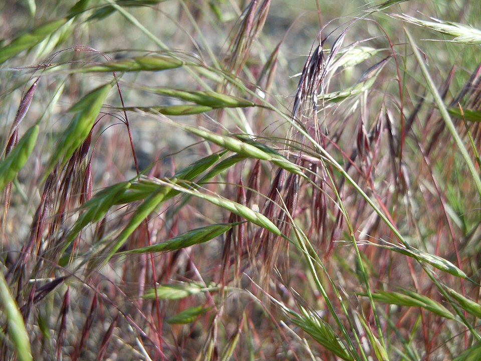 Bromus japonicus (Japanese brome) (alternate view 3)