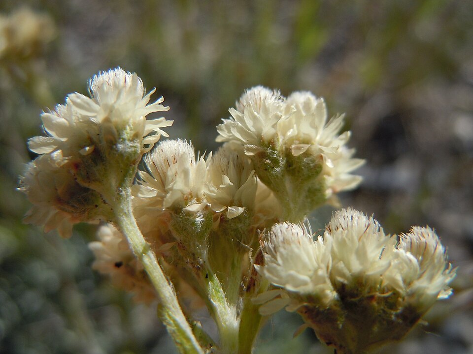 Antennaria microphylla (Rosy Pussytoes) (alternate view 8)