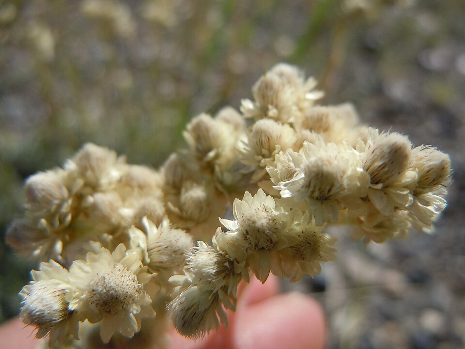 Antennaria microphylla (Rosy Pussytoes) (alternate view 9)