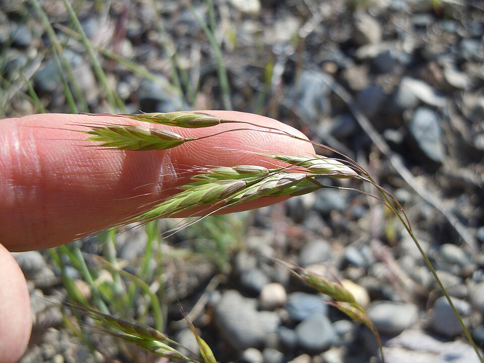 Bromus japonicus (Japanese brome) (alternate view 4)