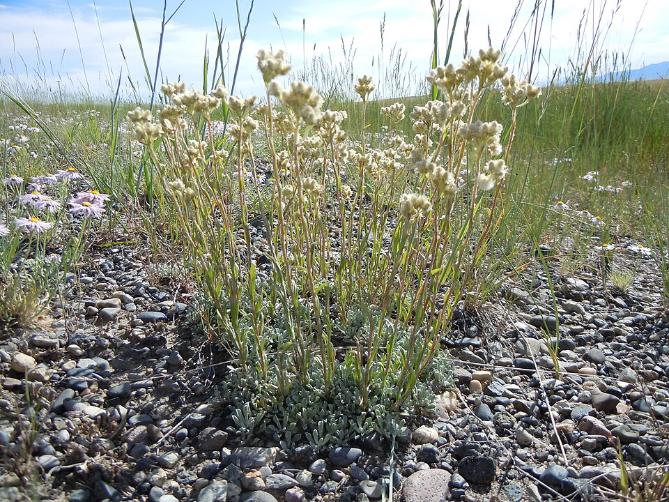 Antennaria microphylla (Rosy Pussytoes) (alternate view 10)