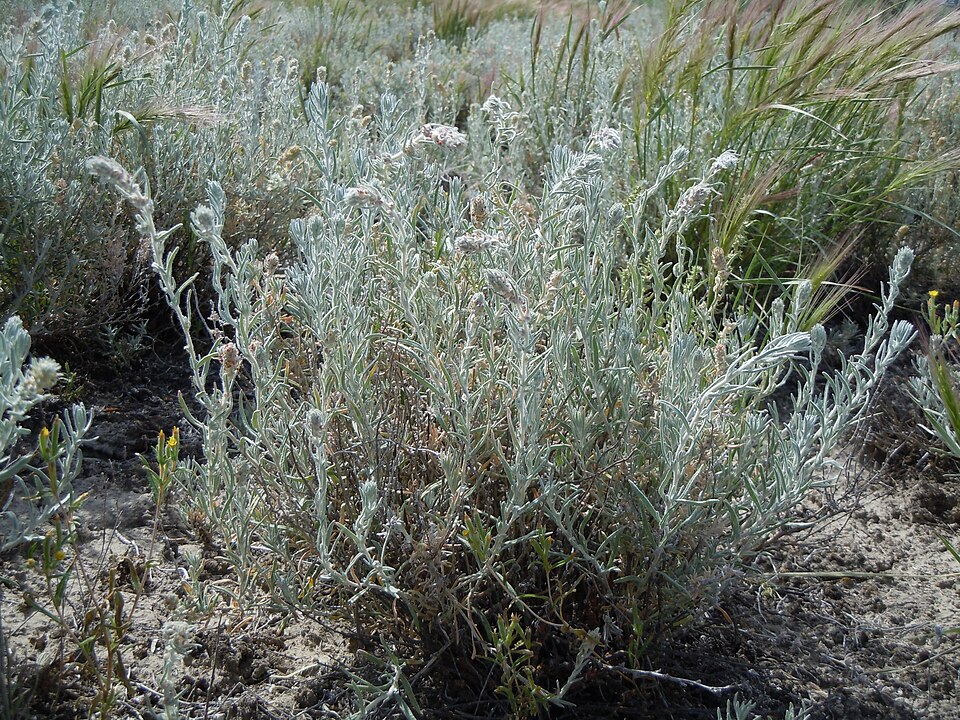 Krascheninnikovia lanata (Winterfat) (alternate view 9)