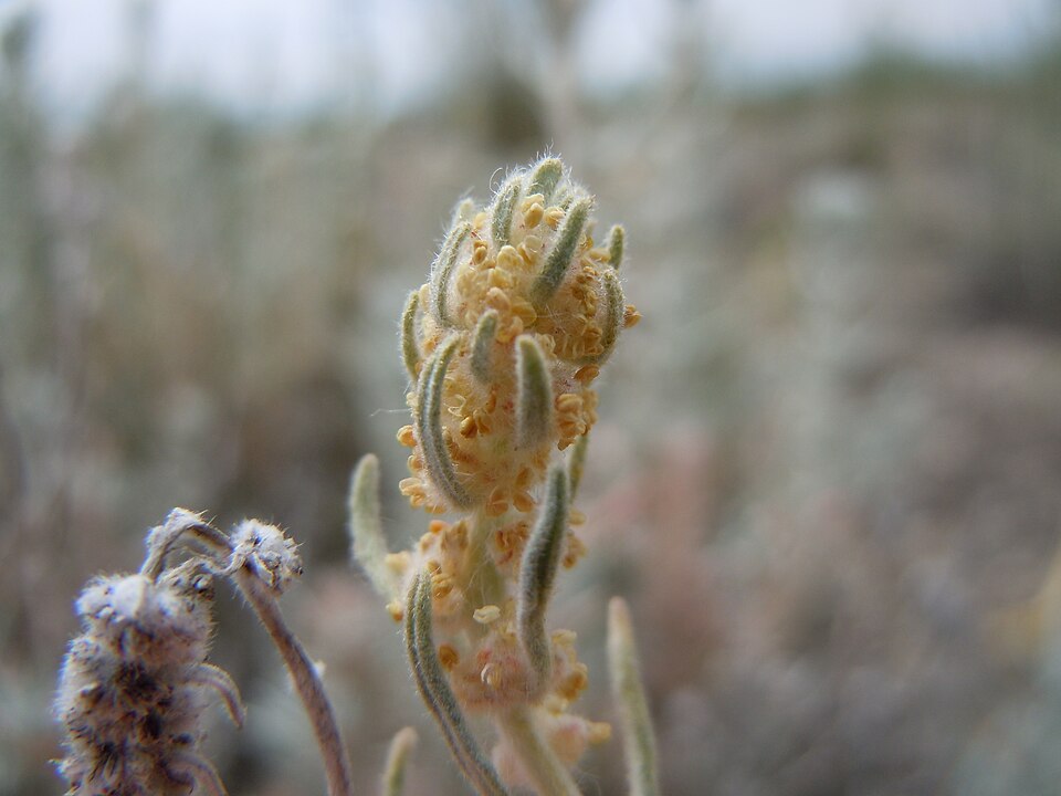 Krascheninnikovia lanata (Winterfat) (alternate view 10)