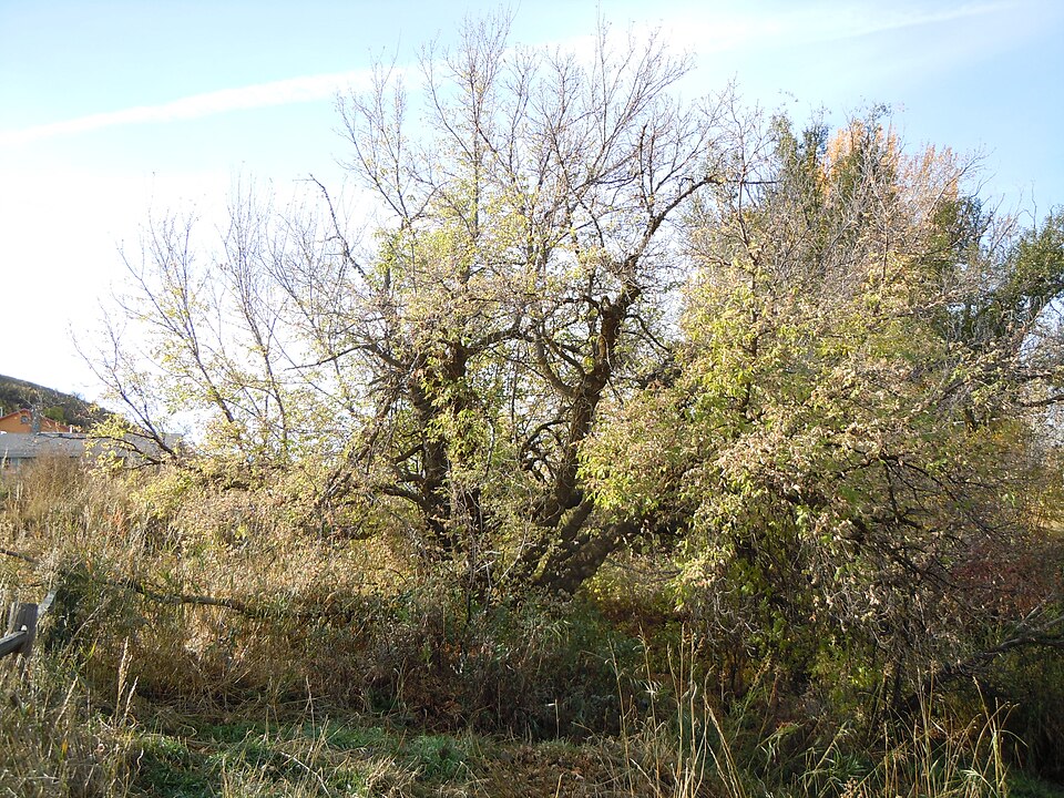 Acer negundo (Box Elder)