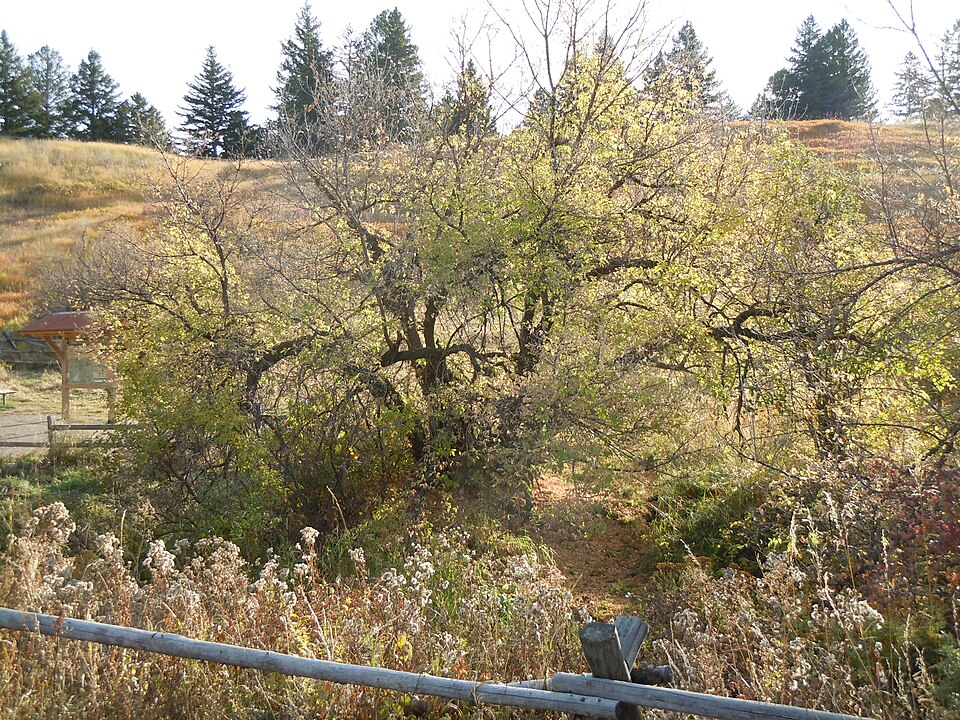 Acer negundo (Box Elder)
