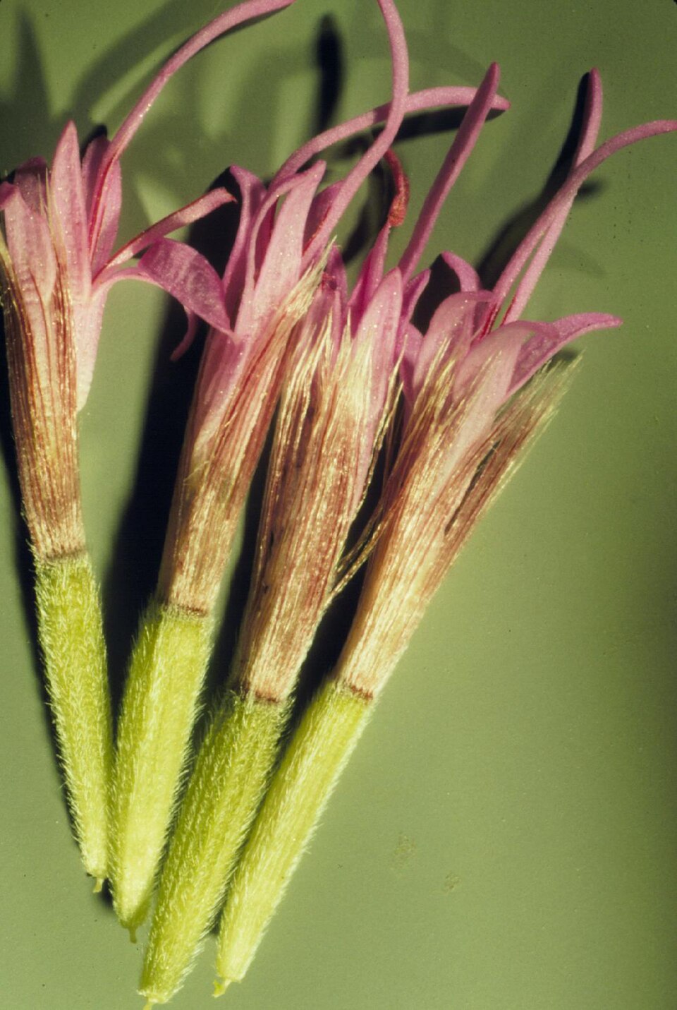 Liatris punctata (dotted gayfeather) (alternate view 2)