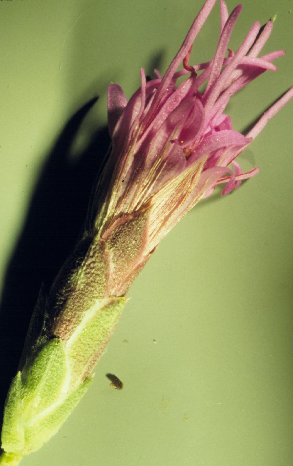 Liatris punctata (dotted gayfeather) (alternate view 3)