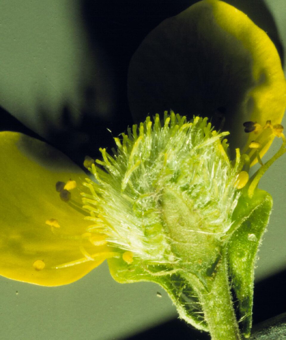 Geum macrophyllum (large-leaved avens)