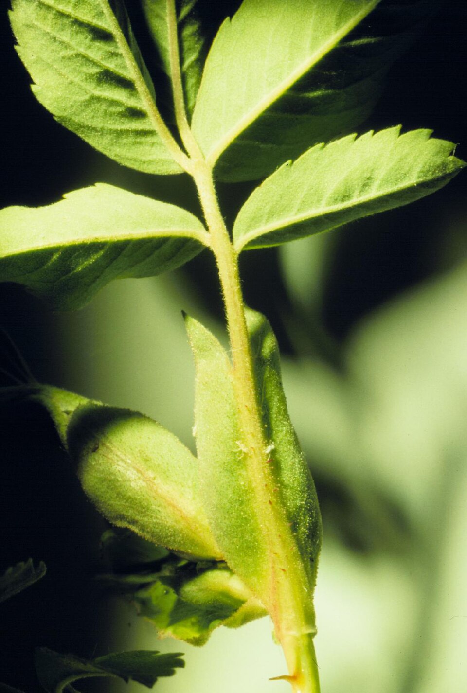Rosa woodsii (Woods Rose) (alternate view 11)