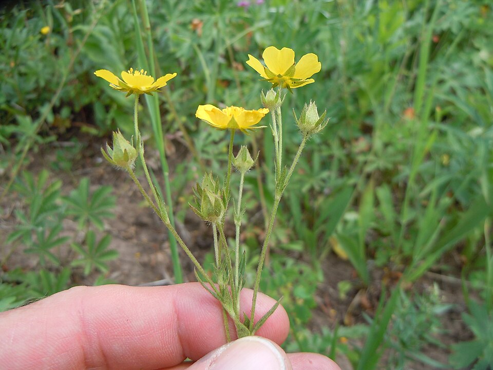 Potentilla gracilis (Slender Cinquefoil) (alternate view 6)