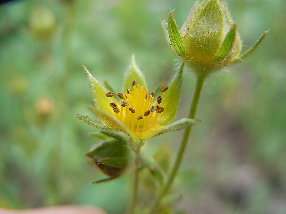 Potentilla gracilis (Slender Cinquefoil) (alternate view 7)