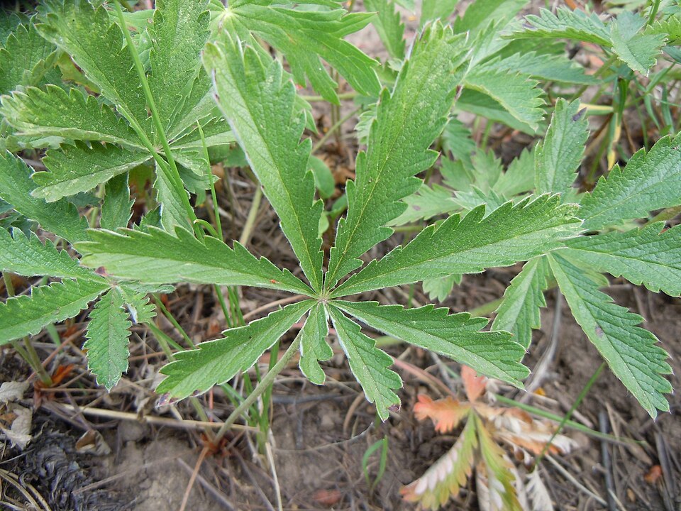 Potentilla gracilis (Slender Cinquefoil) (alternate view 8)