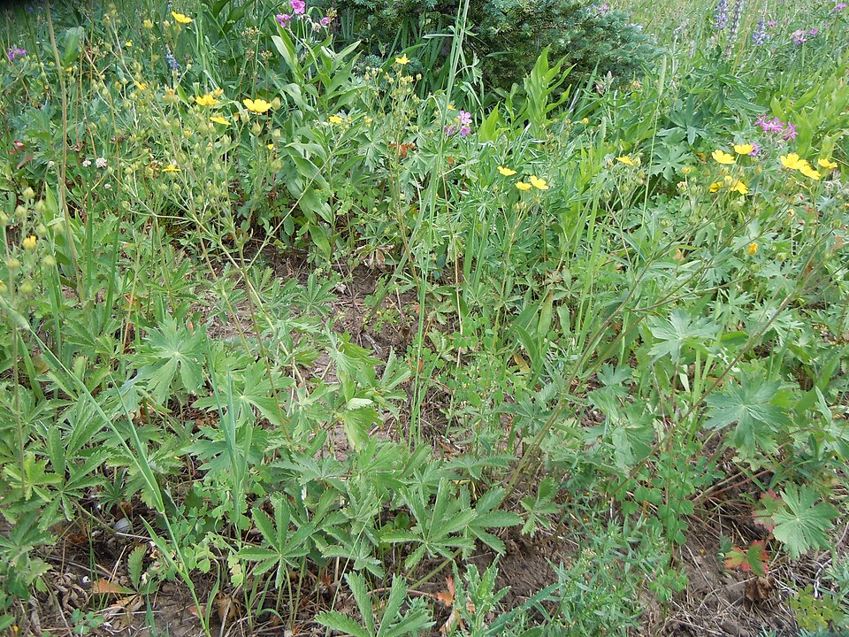 Potentilla gracilis (Slender Cinquefoil) (alternate view 9)