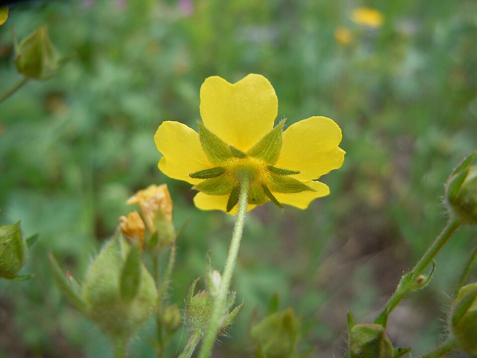 Potentilla gracilis (Slender Cinquefoil) (alternate view 10)