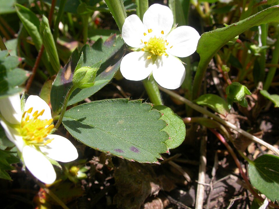 Fragaria virginiana (Mountain Strawberry) (alternate view 7)