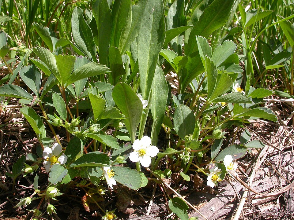 Fragaria virginiana (Mountain Strawberry) (alternate view 8)