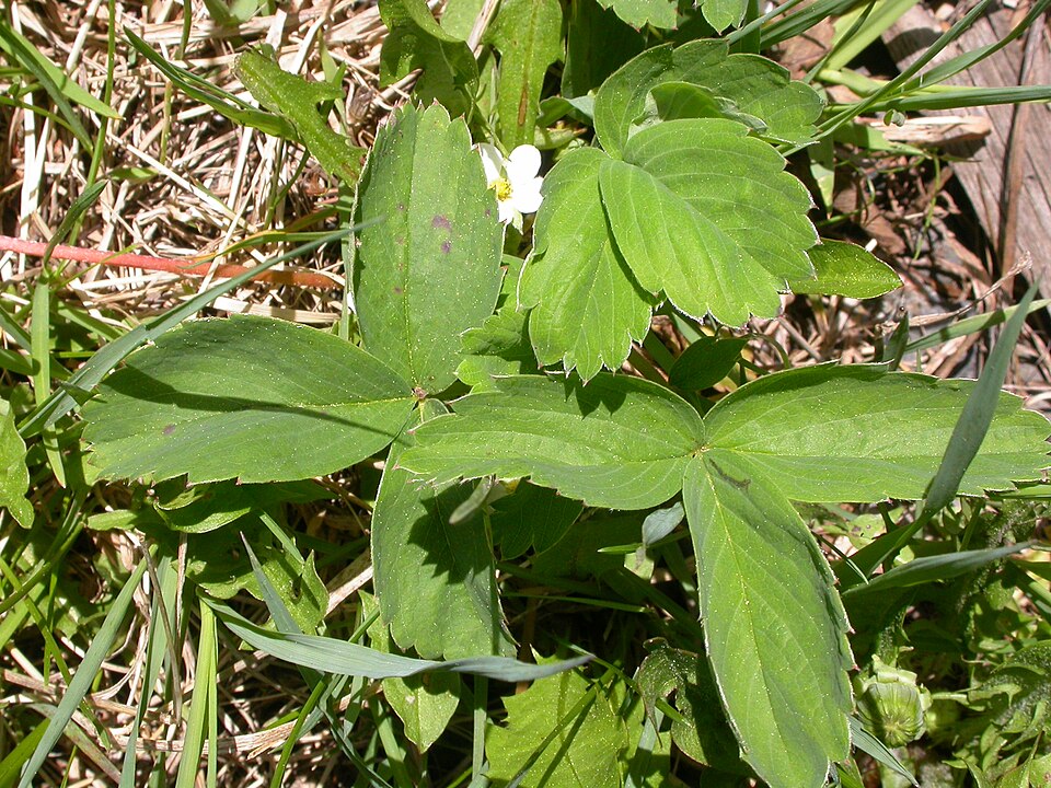 Fragaria virginiana (Mountain Strawberry) (alternate view 9)