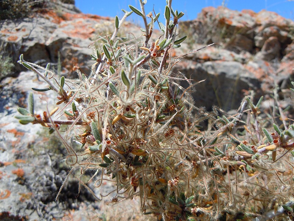 Cercocarpus ledifolius (Mountain Mahogany) (alternate view 6)