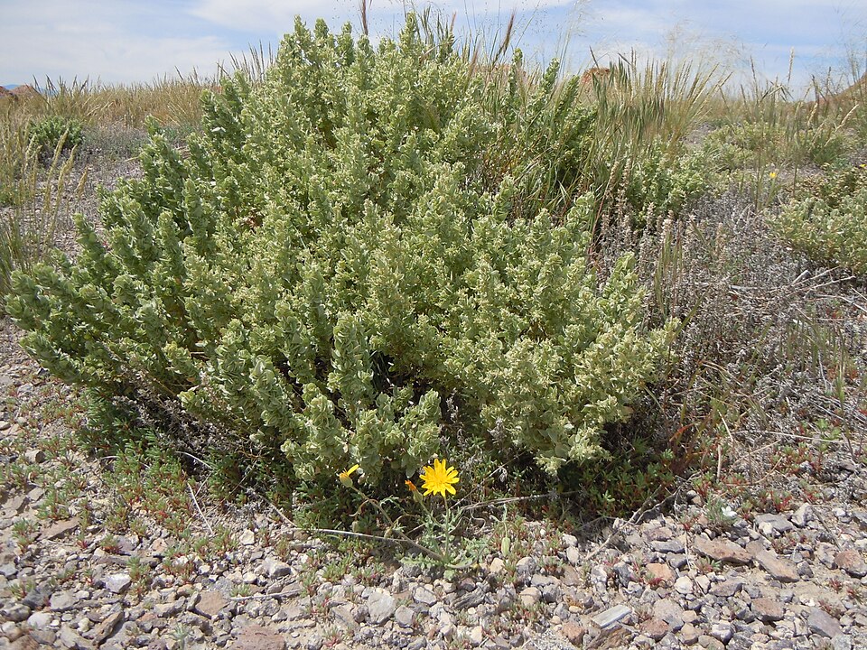Atriplex confertifolia (Shadscale Saltbush) (alternate view 8)