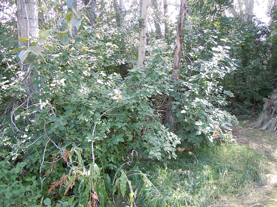 Viburnum lantana (Wayfaring-tree)