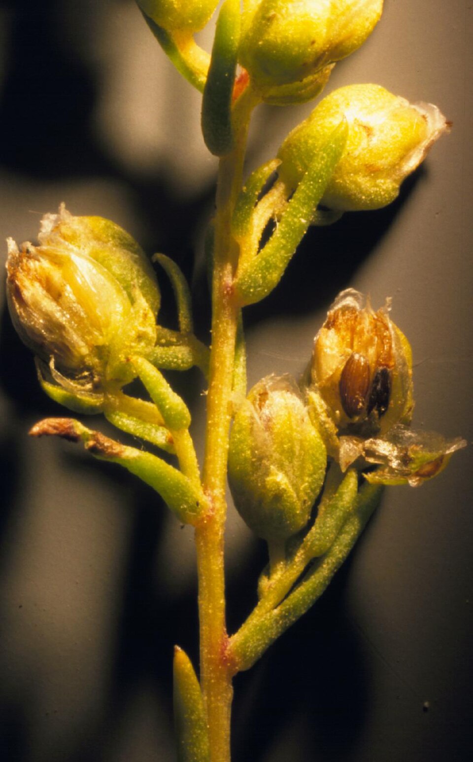 Artemisia dracunculus (French Tarragon) (alternate view 10)