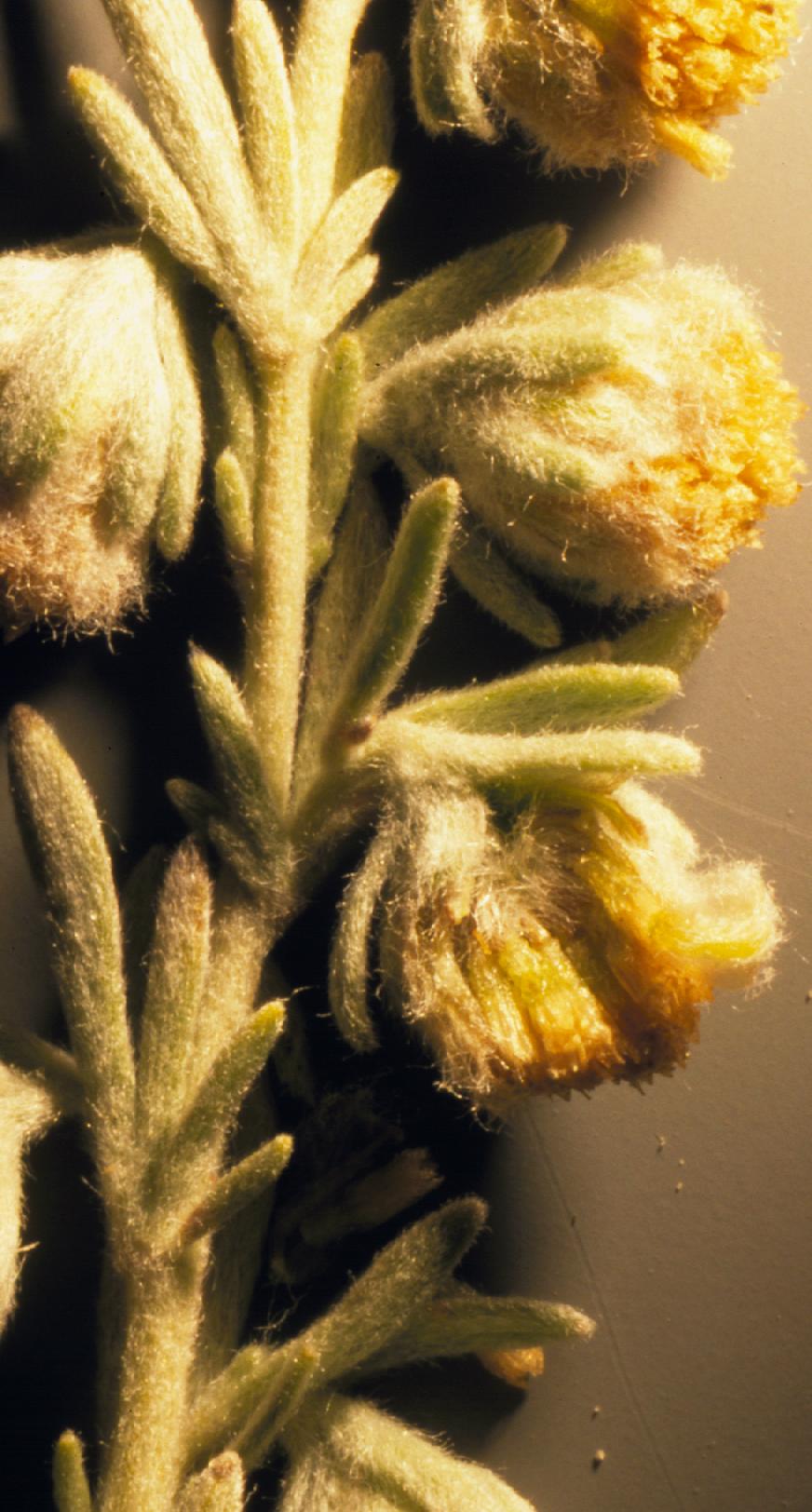 Artemisia frigida (fringed sagebrush) (alternate view 4)