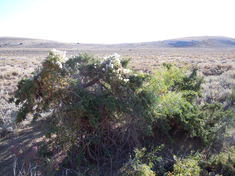 Salix exigua (Narrowleaf Willow) (alternate view 6)