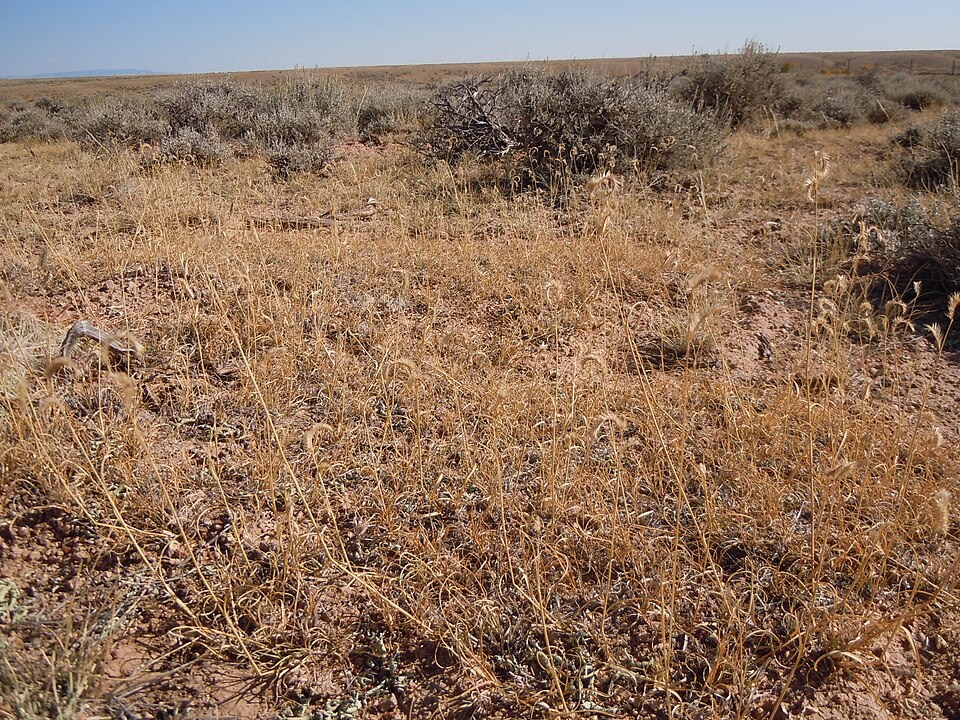 Bouteloua gracilis (Blue Grama Grass) (alternate view 8)