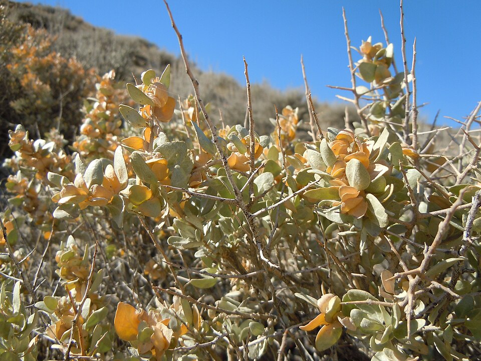 Atriplex confertifolia (Shadscale Saltbush) (alternate view 9)