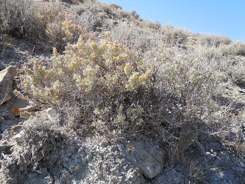 Atriplex confertifolia (Shadscale Saltbush) (alternate view 10)
