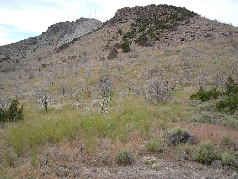 Juniperus scopulorum (Rocky Mountain Juniper) (alternate view 8)