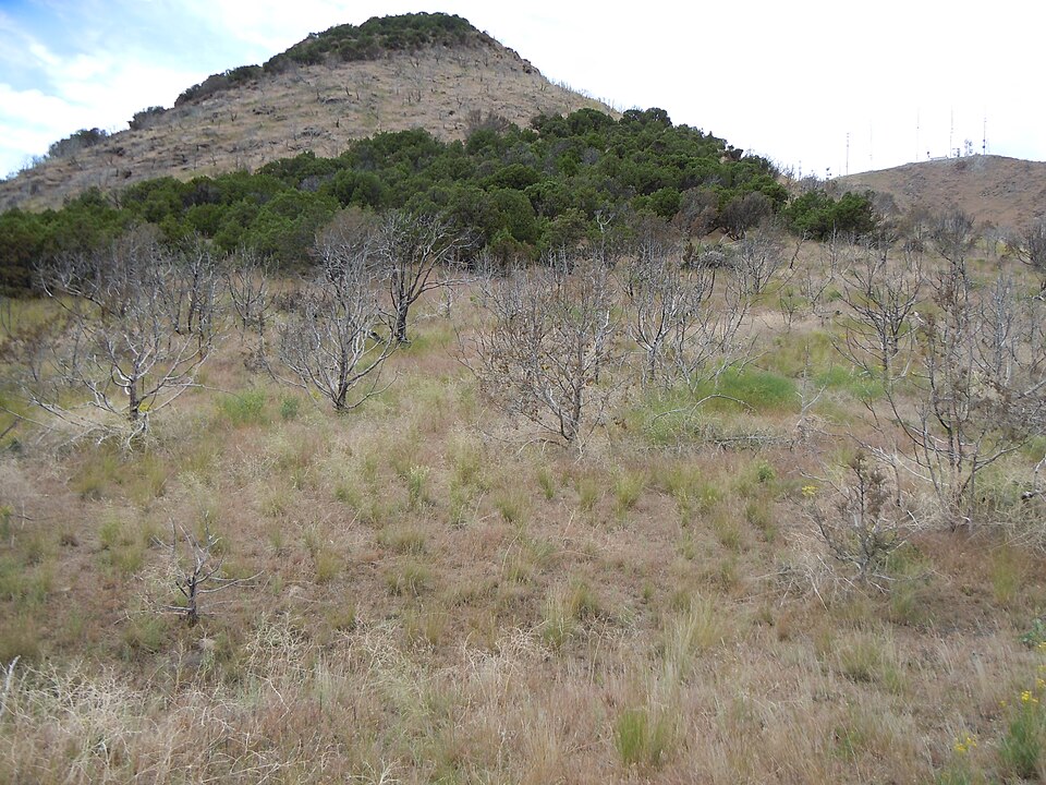Juniperus scopulorum (Rocky Mountain Juniper) (alternate view 9)