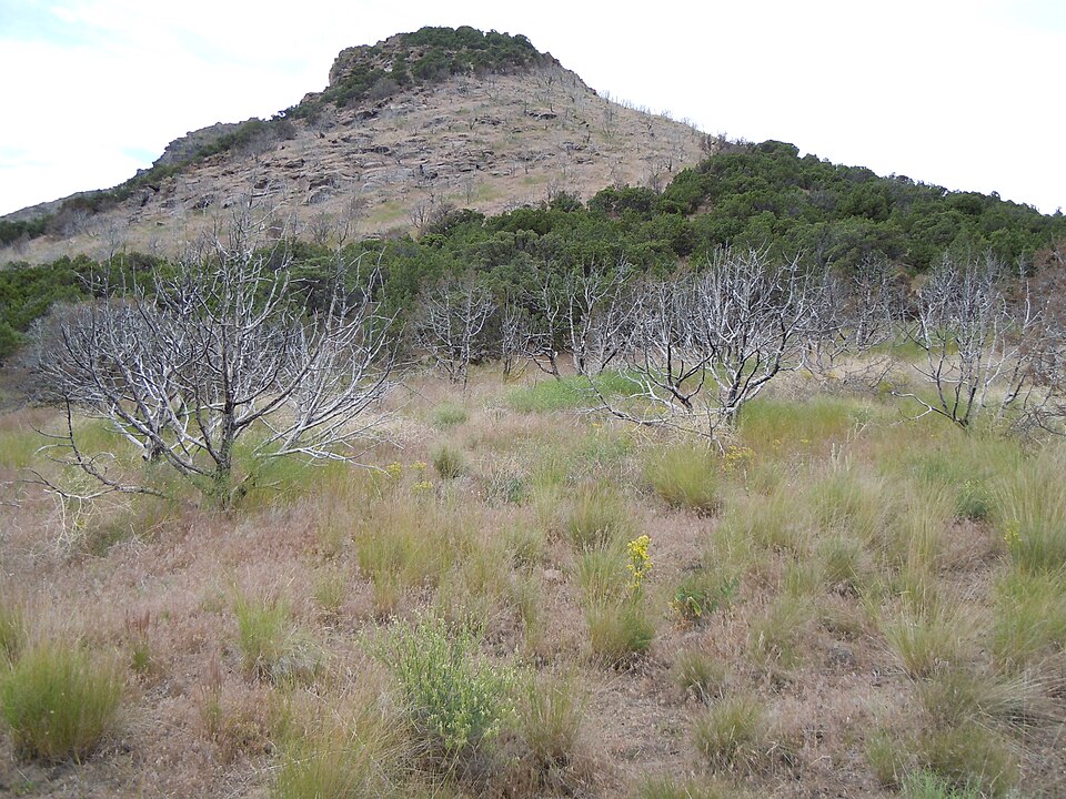 Juniperus scopulorum (Rocky Mountain Juniper) (alternate view 10)