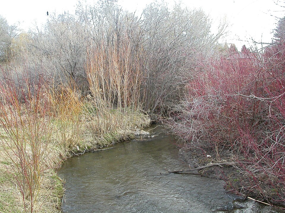 Salix exigua (Narrowleaf Willow) (alternate view 7)