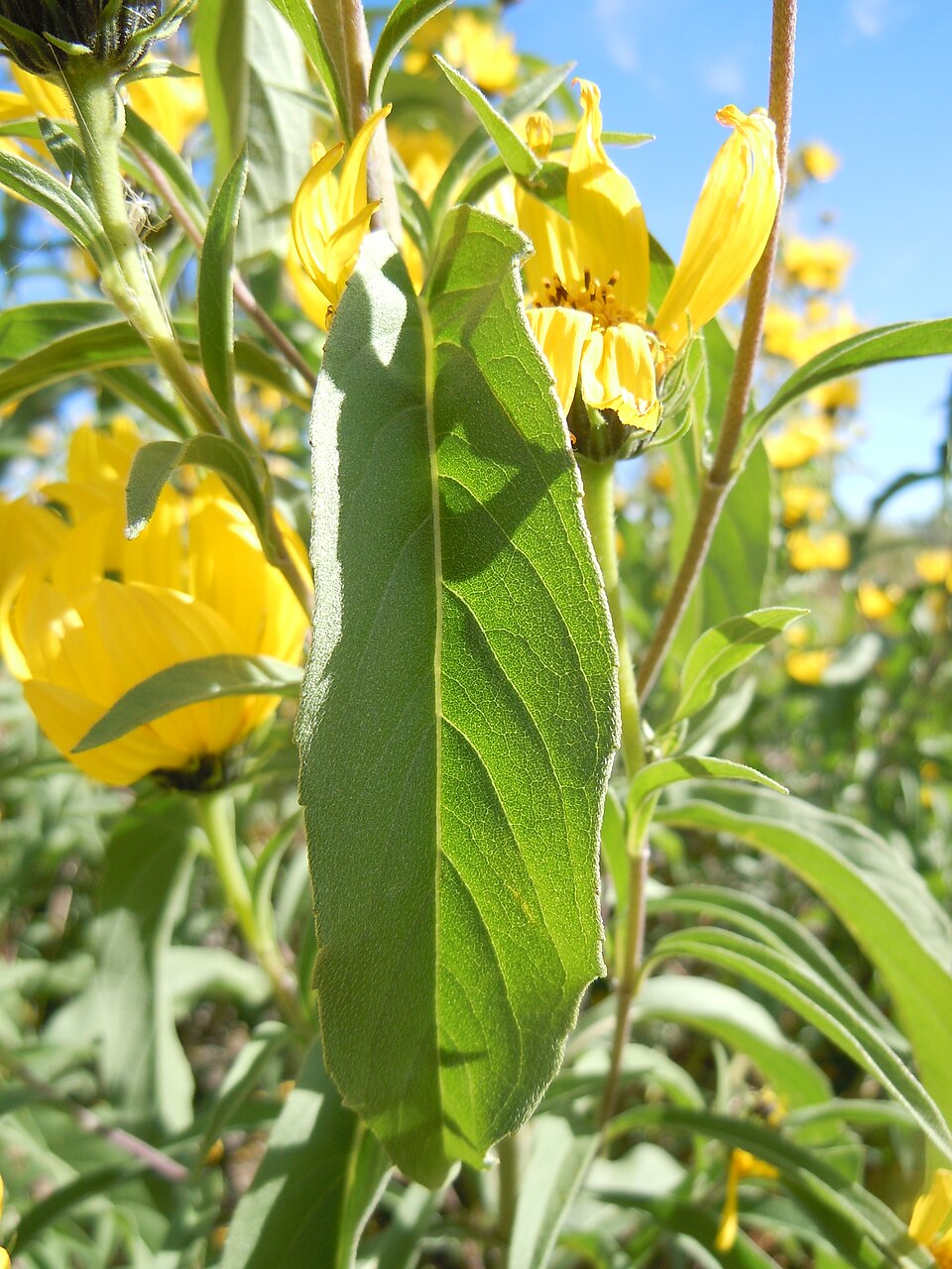 Helianthus maximiliani (Maximilian Perennial Sunflower) (alternate view 8)
